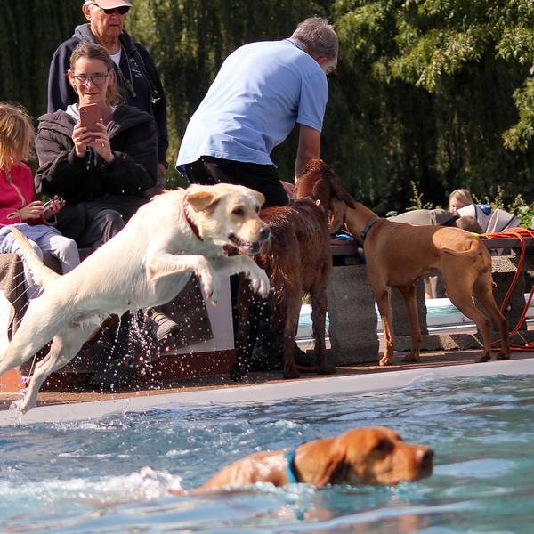 Zu sehen ist, wie ein Hund ins Schwimmbecken springt.
