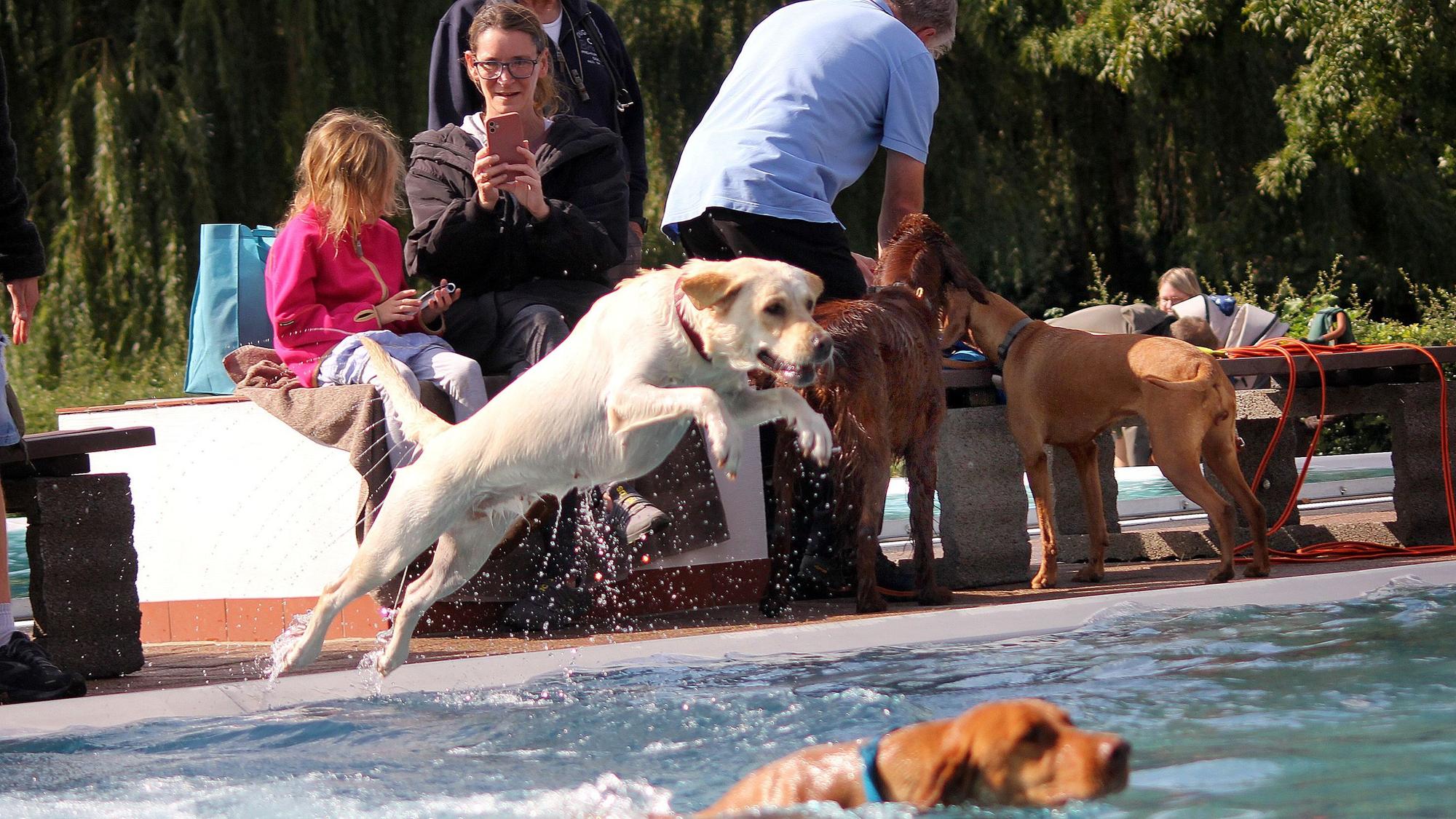 Zu sehen ist ein Hund, der mit einem großen Satz ins Wasser des Freibadbeckens springt, in dem ein Ball schwimmt.