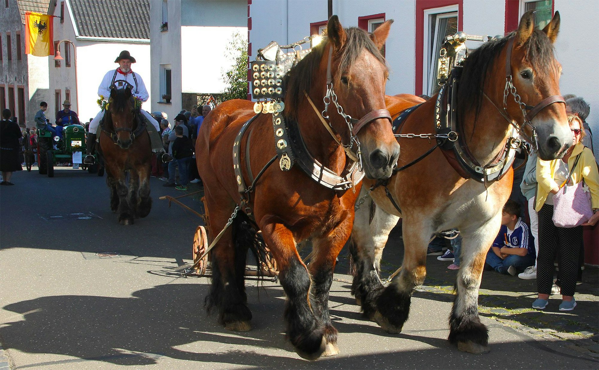 Geschmückte Rückepferde laufen im Dollendorfer Erntedankzug mit.