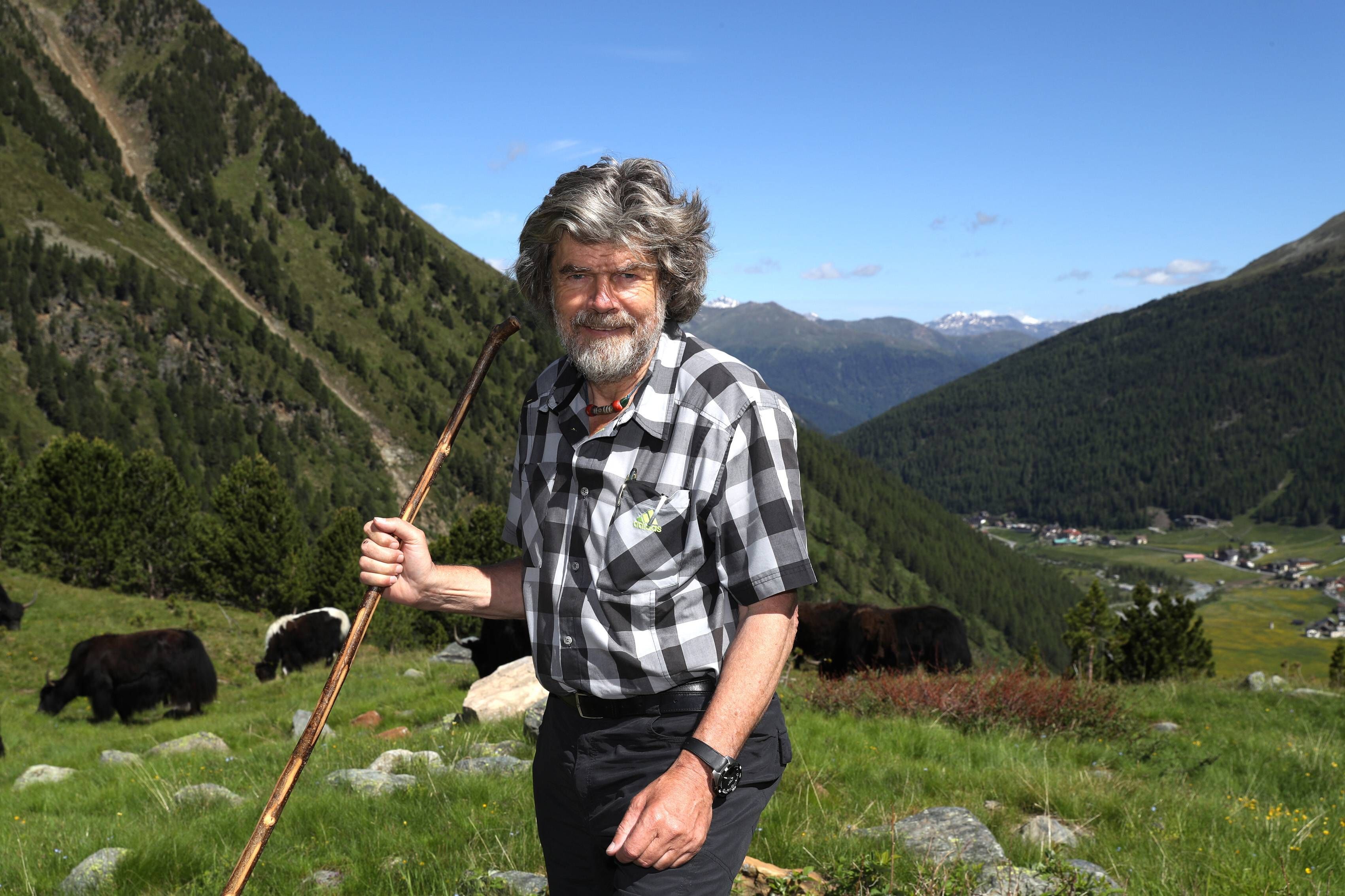 Reinhold Messner Reinhold Messner treibt die Yaks von Sulden am Ortler auf den Berg.