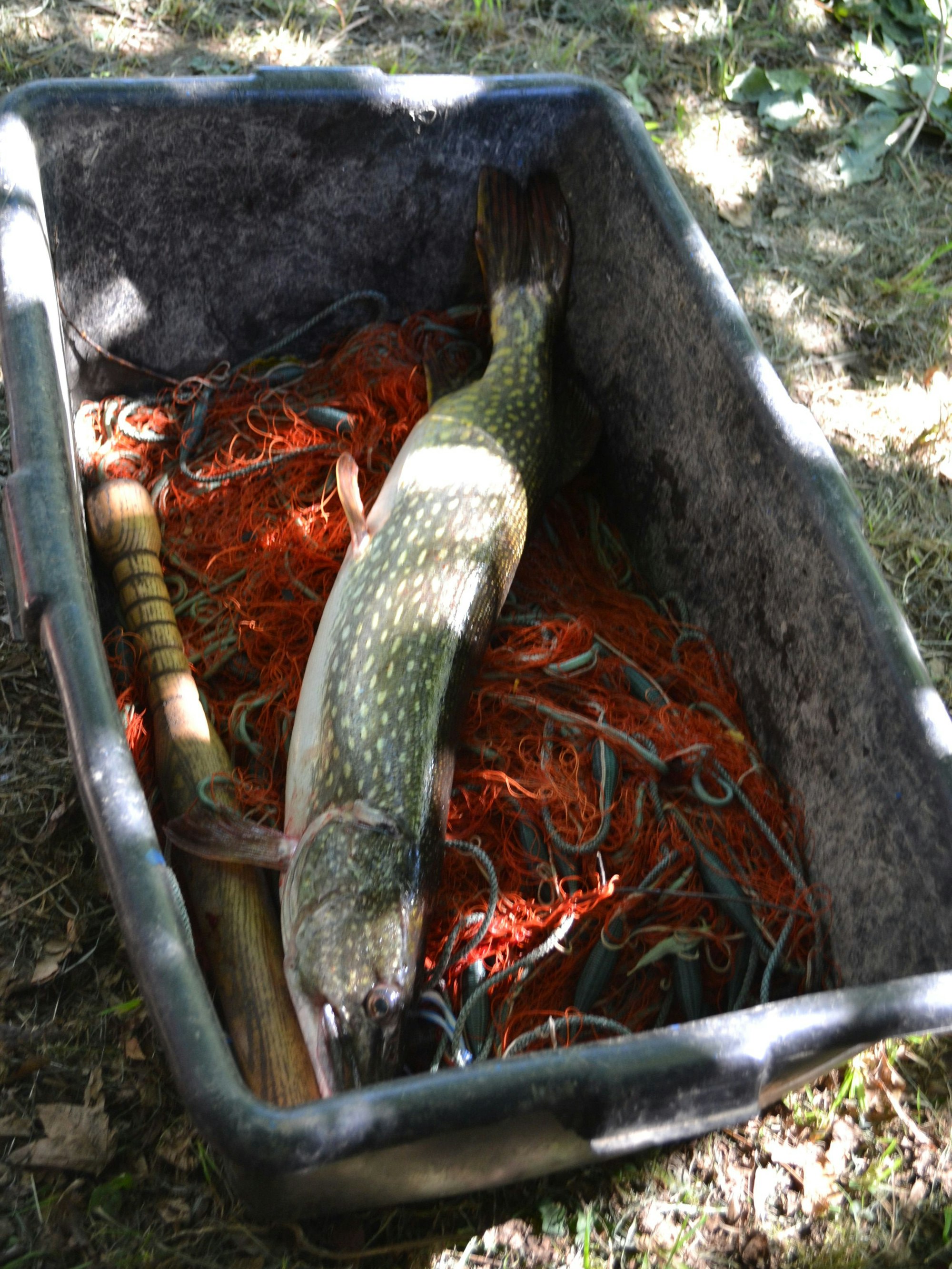 In einer Wanne, deren Boden mit einem Netz bedeckt ist, liegt ein großer Hecht.