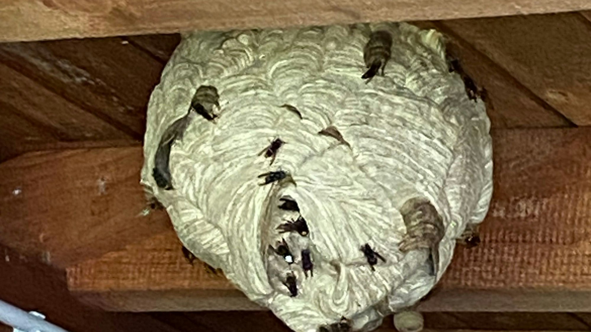 Das Nest der Asiatischen Hornissen in der Garage