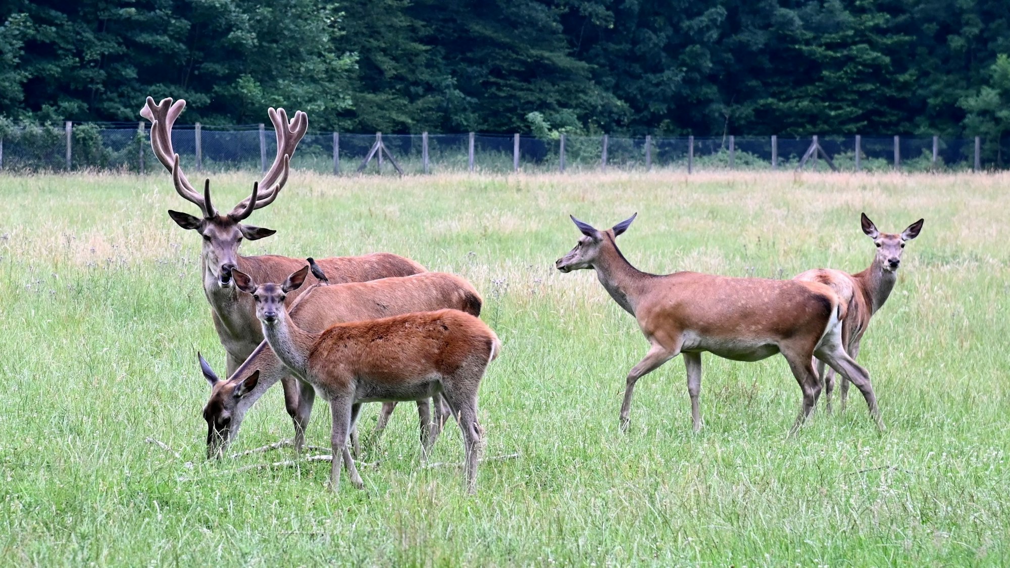 Ein Hirsch und Rehe stehen auf einer eingezäunten Wiese.