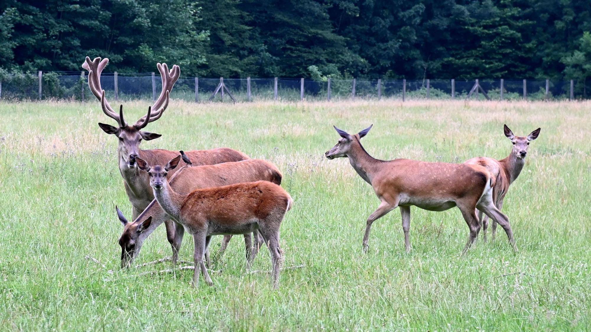Ein Hirsch und Rehe stehen auf einer eingezäunten Wiese.