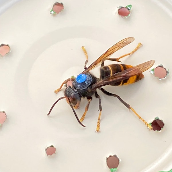 Eine Asiatische Hornisse sitzet auf einem Deckel, in den Löcher gestochen sind. Auf dem Rücken trägt sie eine blaue Markierung.