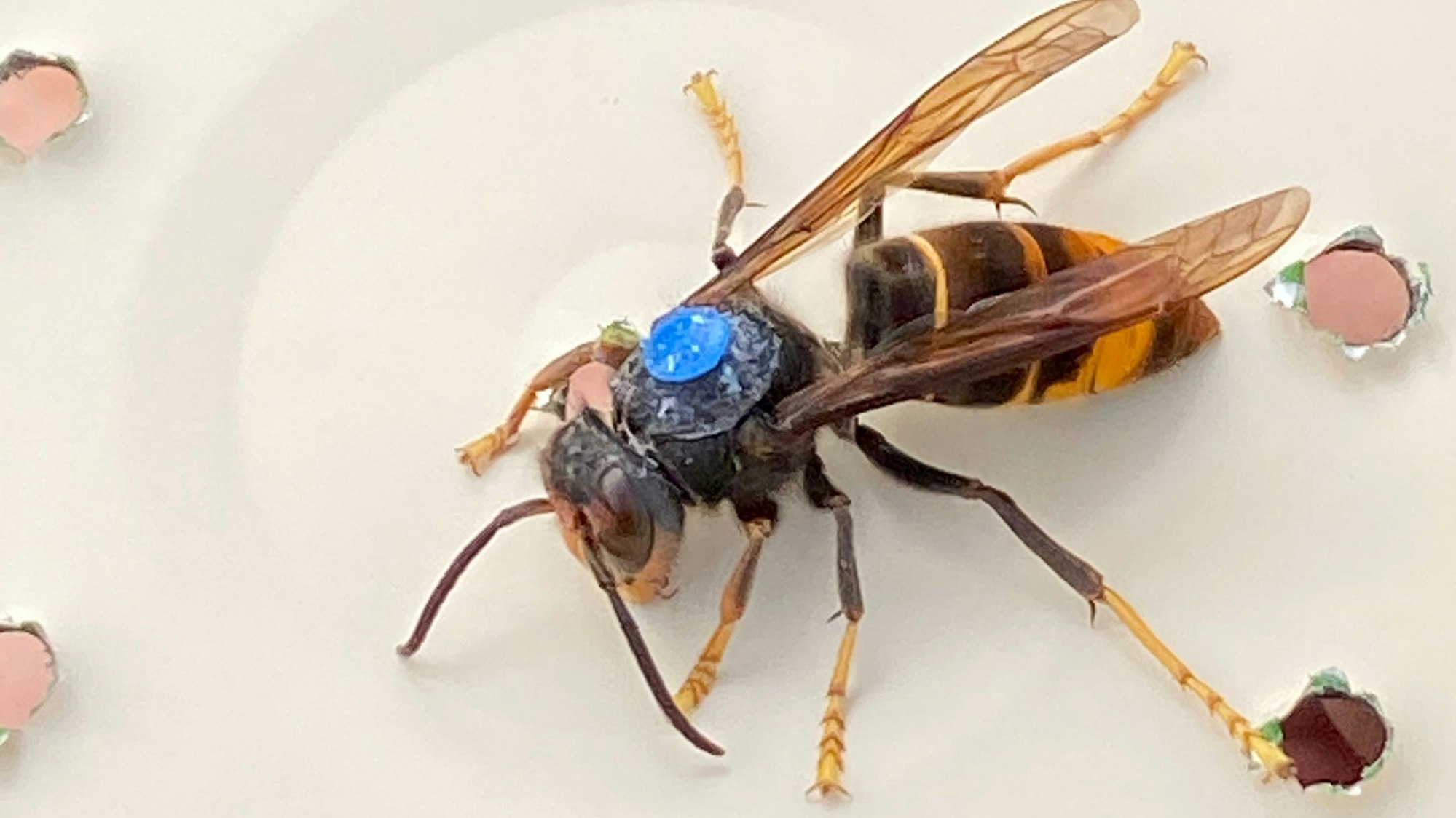 Eine Asiatische Hornisse sitzet auf einem Deckel, in den Löcher gestochen sind. Auf dem Rücken trägt sie eine blaue Markierung.