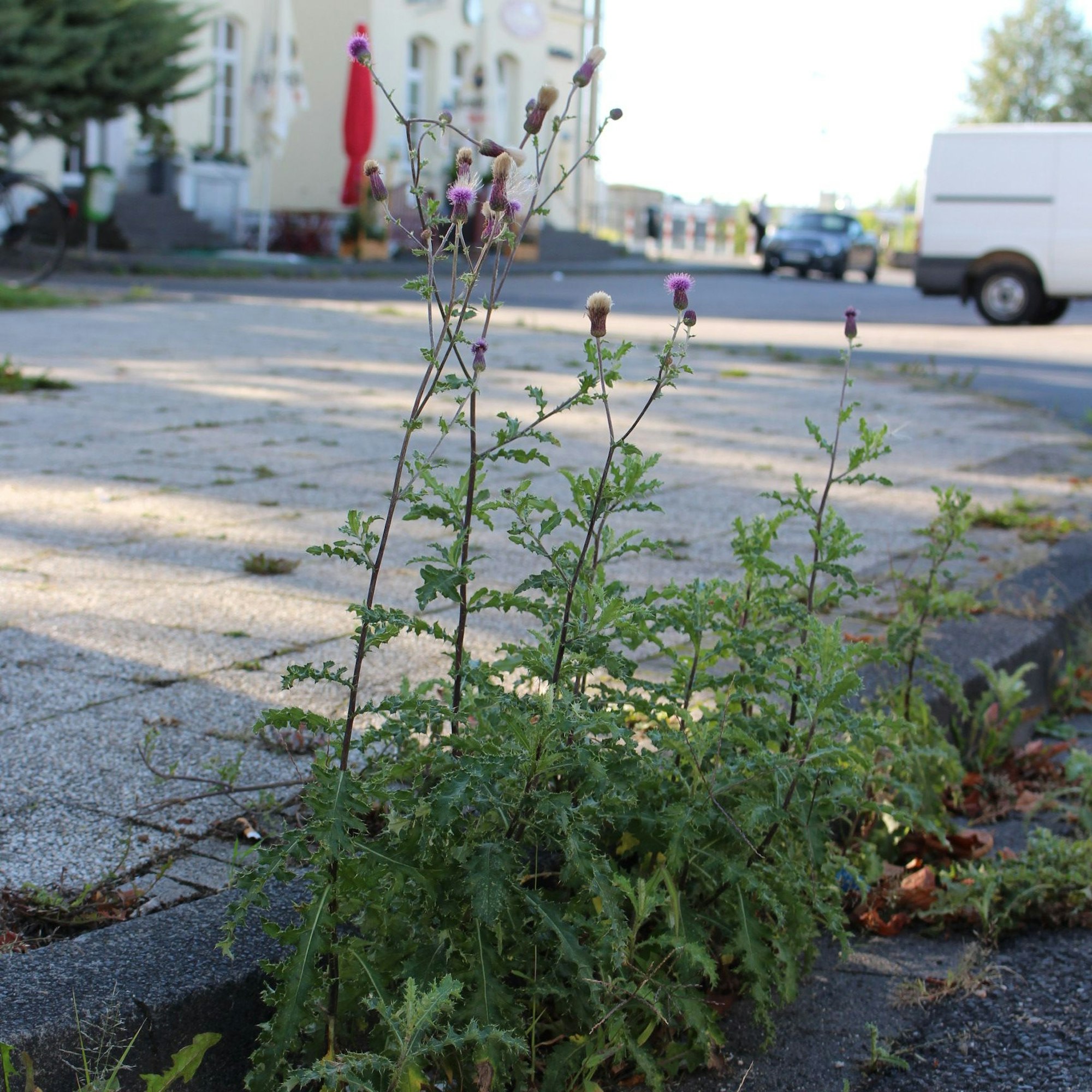 Das Foto zeigt einen ungepflegten Bordstein vor dem Bahnhof.