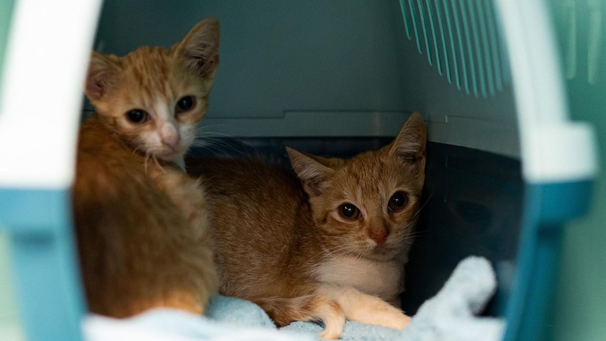 Die beiden Kater «Stöpsel» (l) und «Flitzi» sitzen in einer Transportbox auf der Katzenquarantäne-Station im Tierheim Burgdorf.