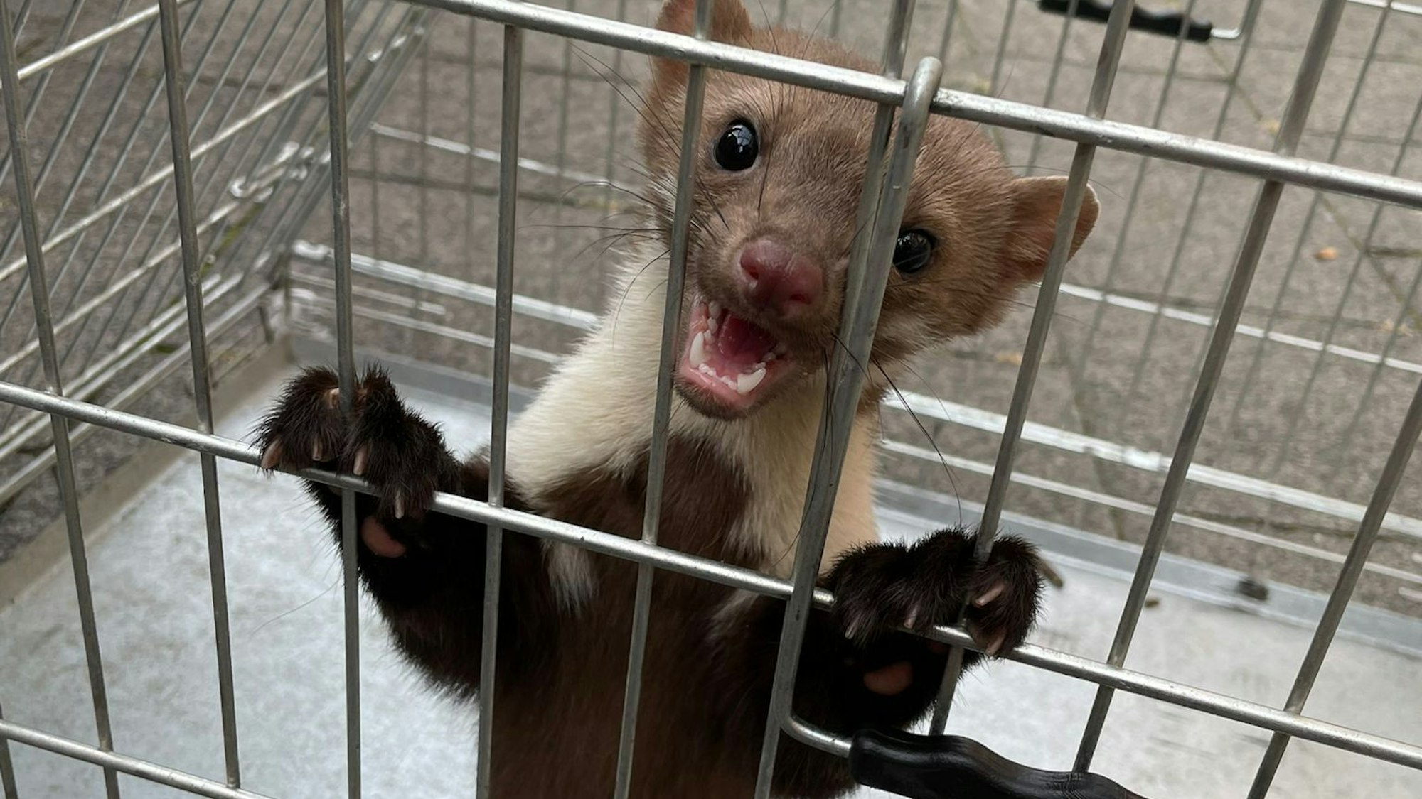 Ein Marder ist in einer Tierfangbox in Krefeld gefangen.