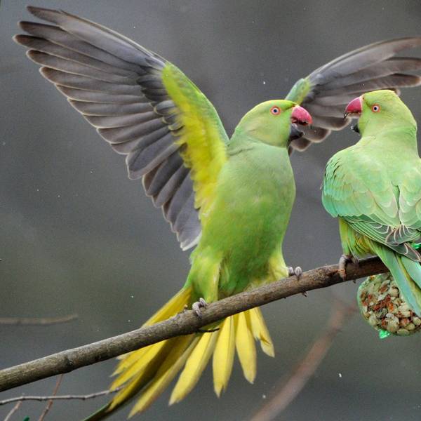 Zwei wildlebende Halsbandsittiche (Psittacula krameri), auch «Kleiner Alexandersittich» genannt, kämpfen in einem Park in Düsseldorf um Vogelfutter.