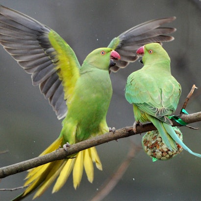 Zwei wildlebende Halsbandsittiche (Psittacula krameri), auch «Kleiner Alexandersittich» genannt, kämpfen in einem Park in Düsseldorf um Vogelfutter.