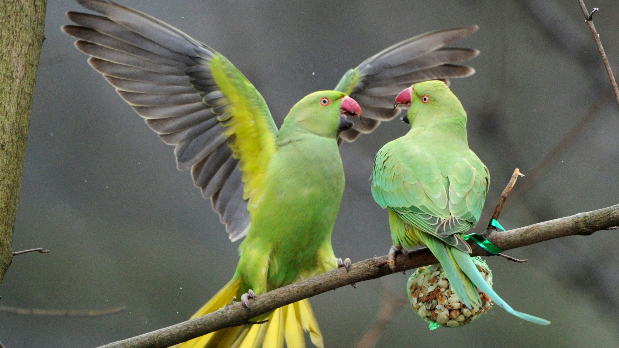 Zwei wildlebende Halsbandsittiche (Psittacula krameri), auch «Kleiner Alexandersittich» genannt, kämpfen in einem Park in Düsseldorf um Vogelfutter.