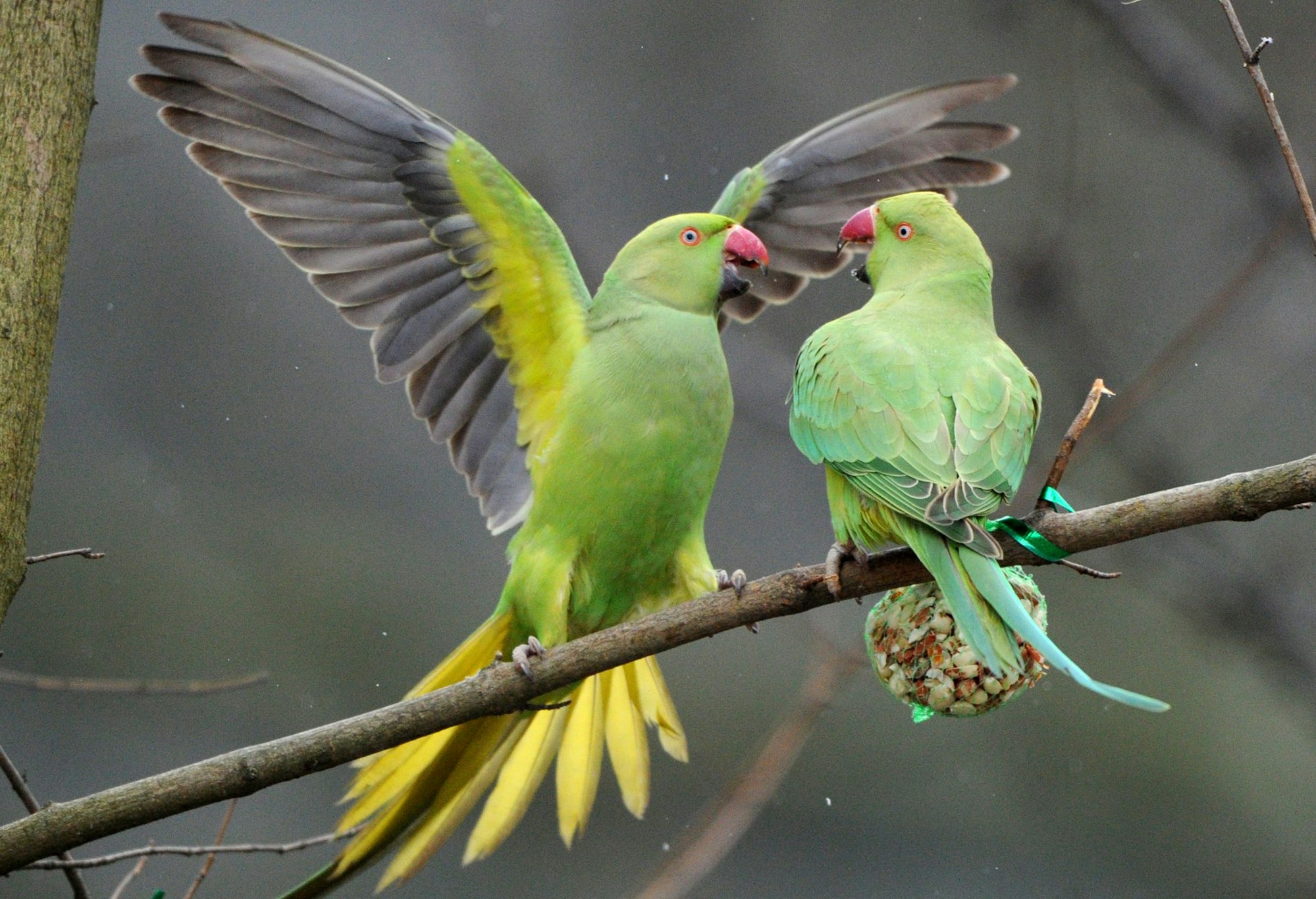 Zwei wildlebende Halsbandsittiche kämpfen am Freitag in einem Park um Vogelfutter.