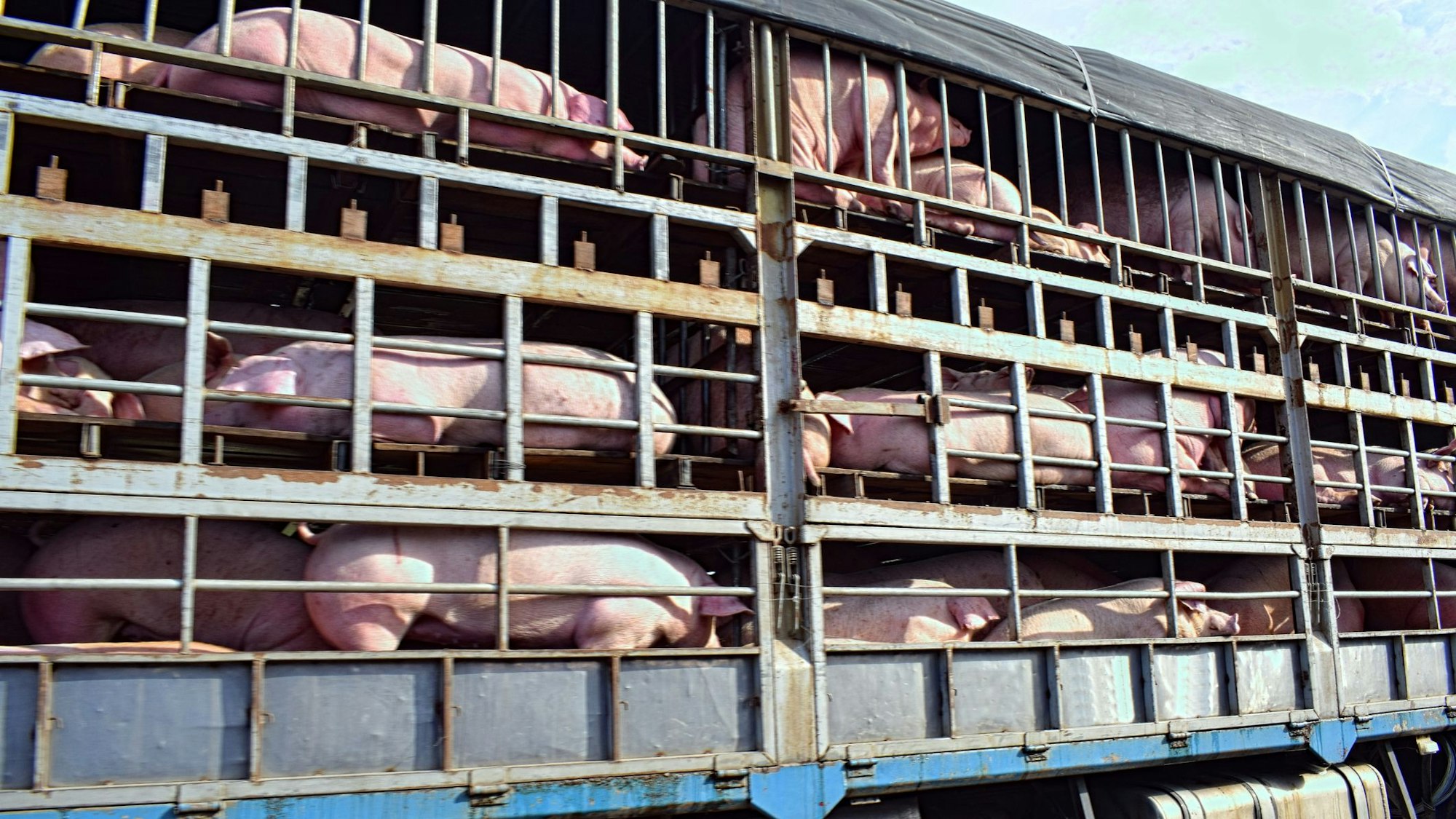 Schweine in einem Transporter. (Symbolbild)