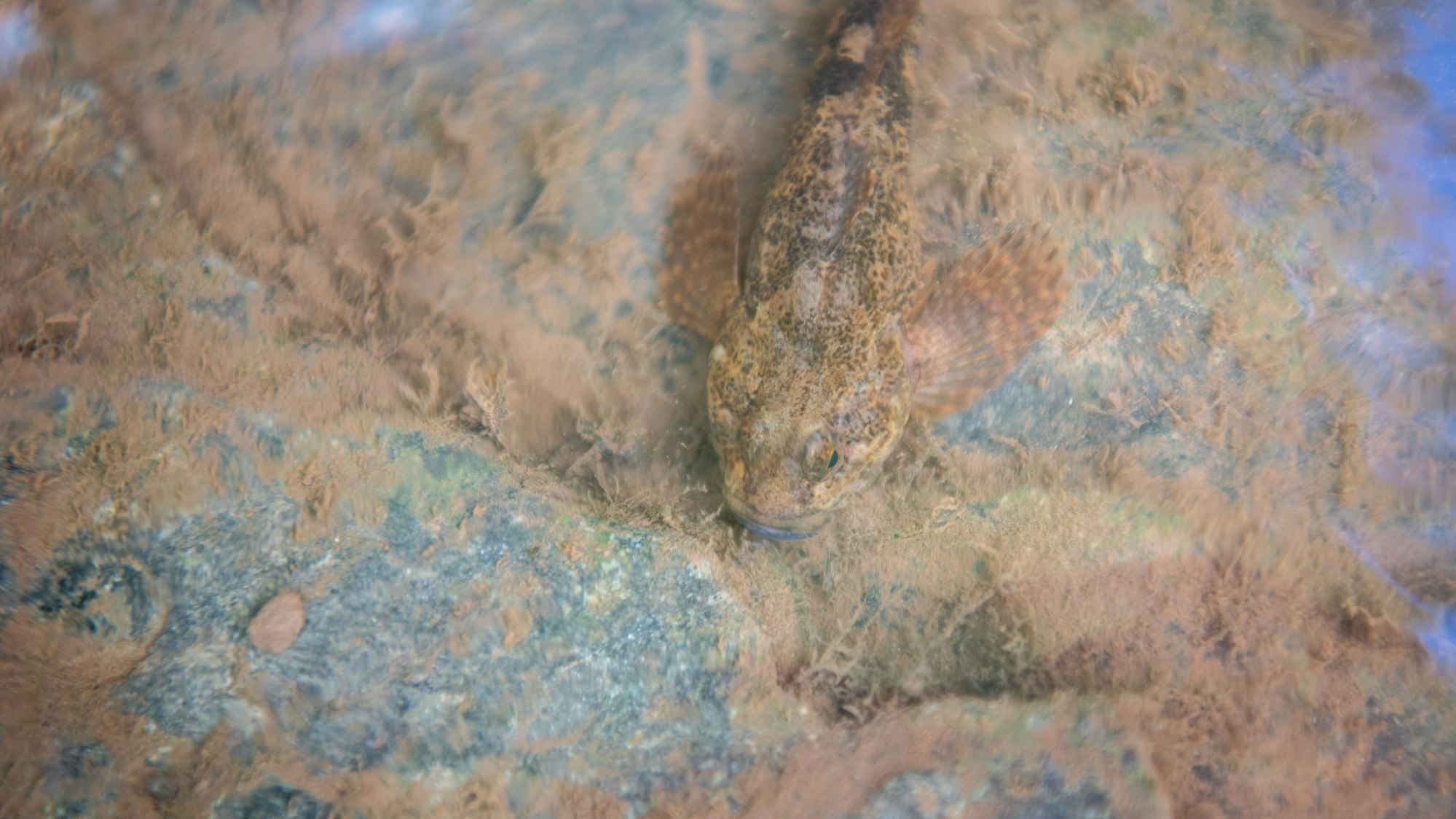 Ein braun gefleckter Fisch schwimmt über einem Stein in einem Bach.