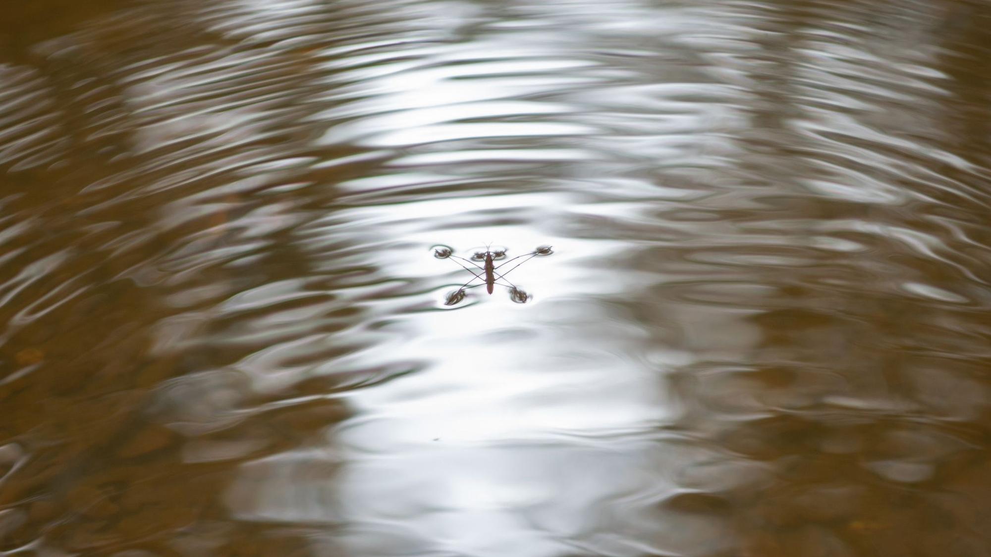 Ein Wasserläufer sitzt auf einer sich kräuselnden Wasseroberfläche.
