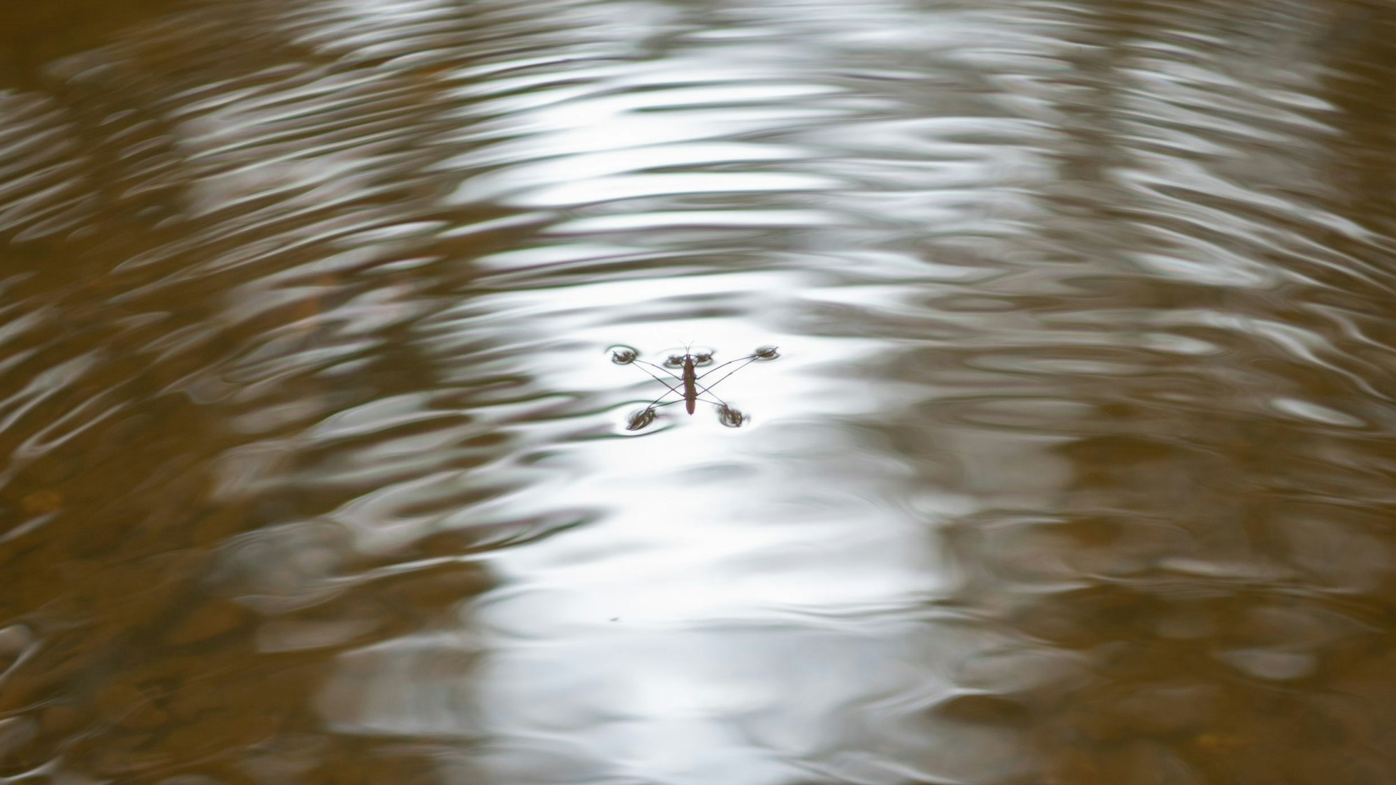 Ein Wasserläufer sitzt auf einer sich kräuselnden Wasseroberfläche.