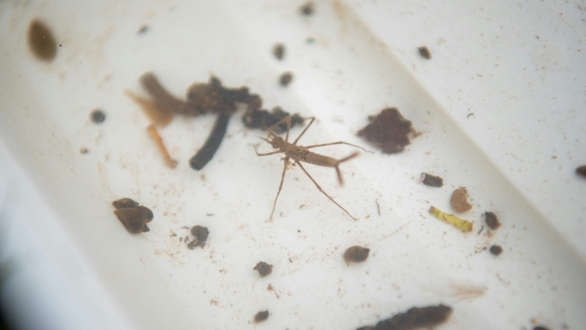 Die Larve einer Prachtlibelle schwimmt in einer weißen Schale.