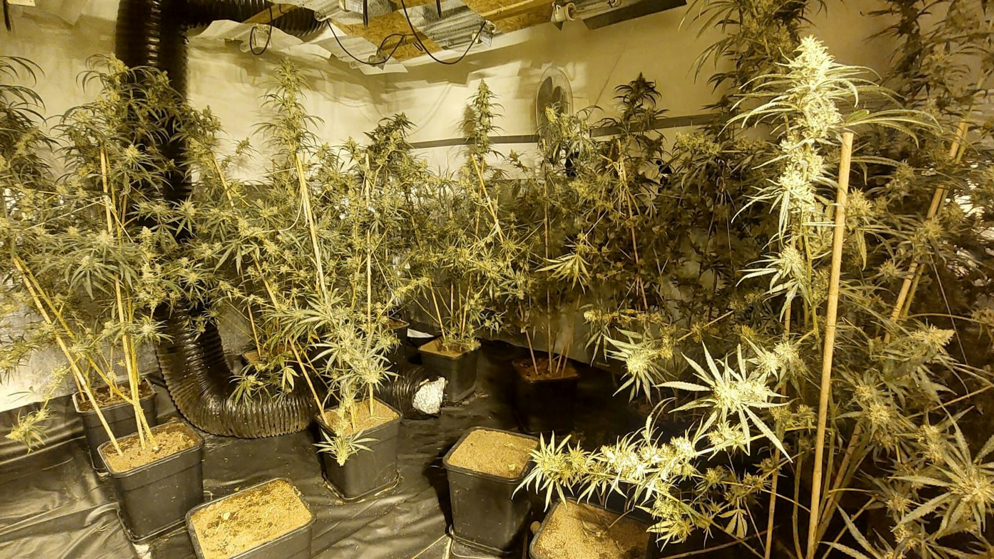 Die Polizei hat eine mehrstöckige Marihuana-Plantage in Düren gefunden.