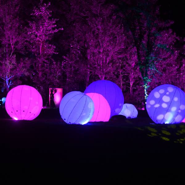 Lila und pink erleuchtet Kugeln liegen auf einer Wiese vor einer Gruppe von Bäumen im Zülpicher Seepark.