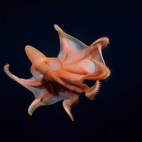 Ein äußerst seltener „Dumbo-Oktopus“ wurde im Pazifik entdeckt.