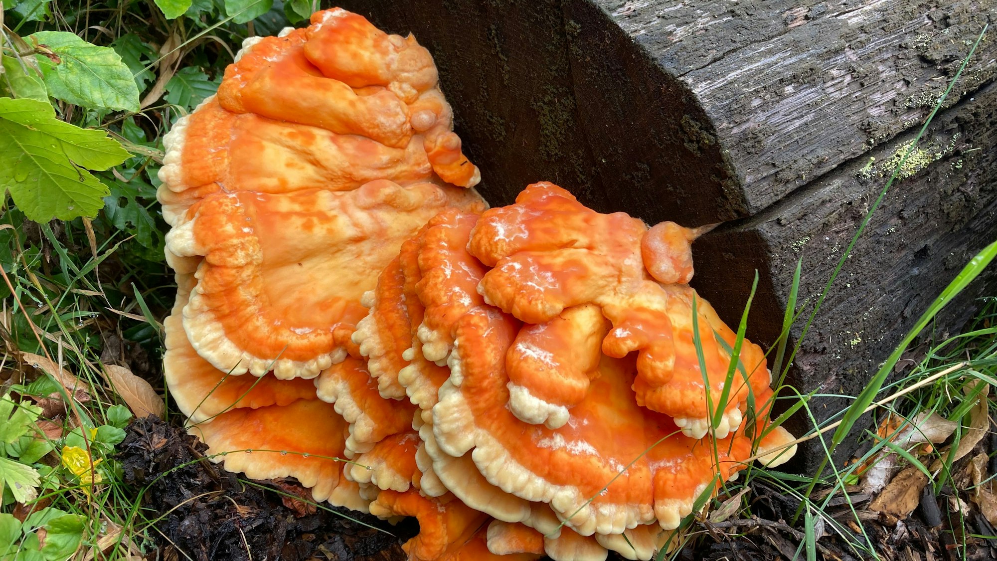 Ein Schwefelporling (Pilz) wächst an einem Baumstamm.