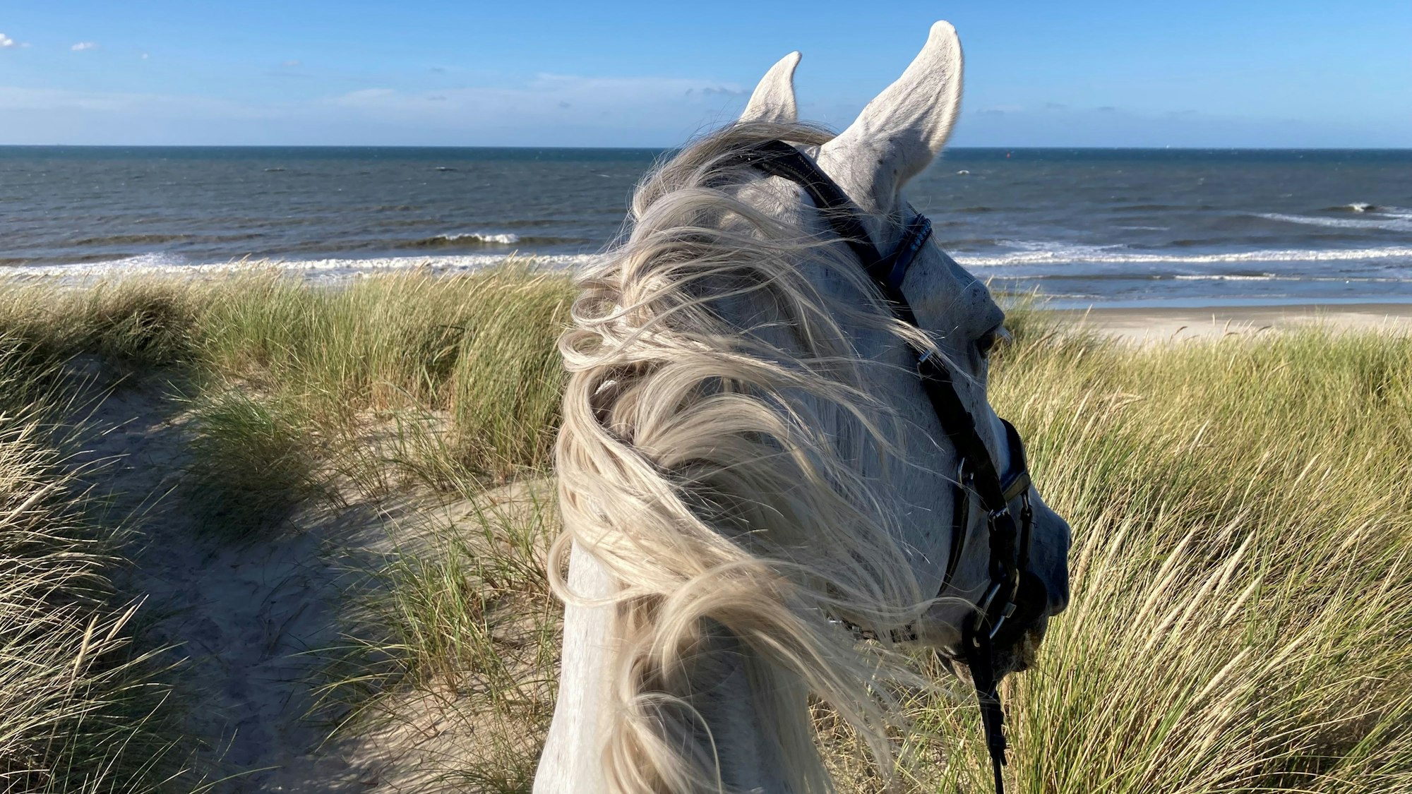 Pferd blickt über Dünen