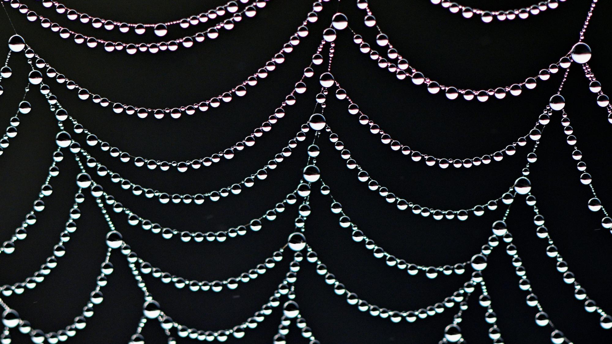 Kleine Wassertröpfchen vom Morgentau glitzern an den Fäden eines Spinnennetzes.