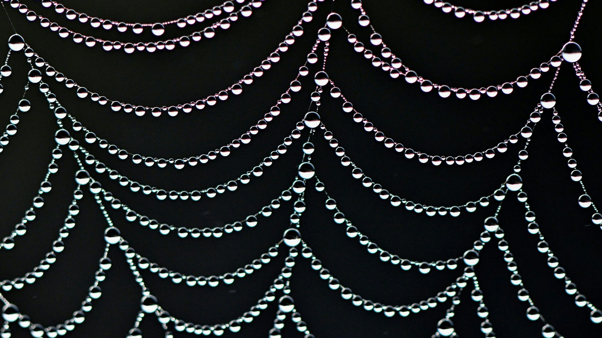 Kleine Wassertröpfchen vom Morgentau glitzern an den Fäden eines Spinnennetzes.