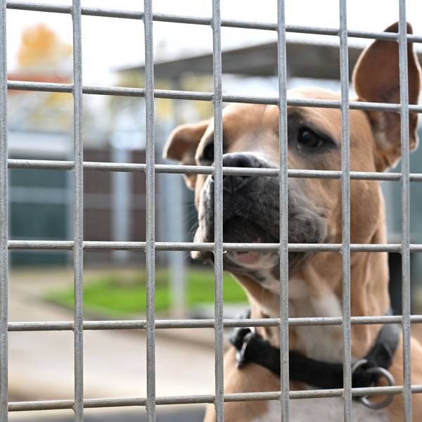 Ein Hund schaut in einem Freigehege auf die Besucher.