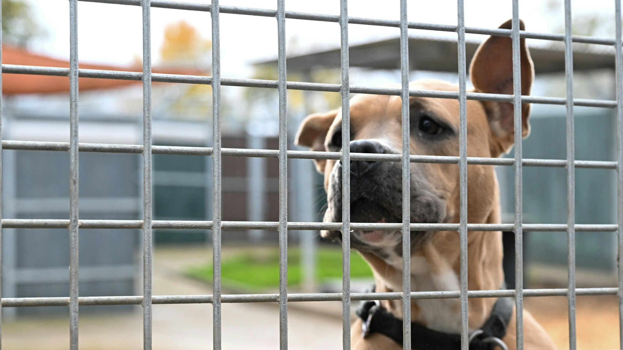 Ein Hund schaut in einem Freigehege auf die Besucher.