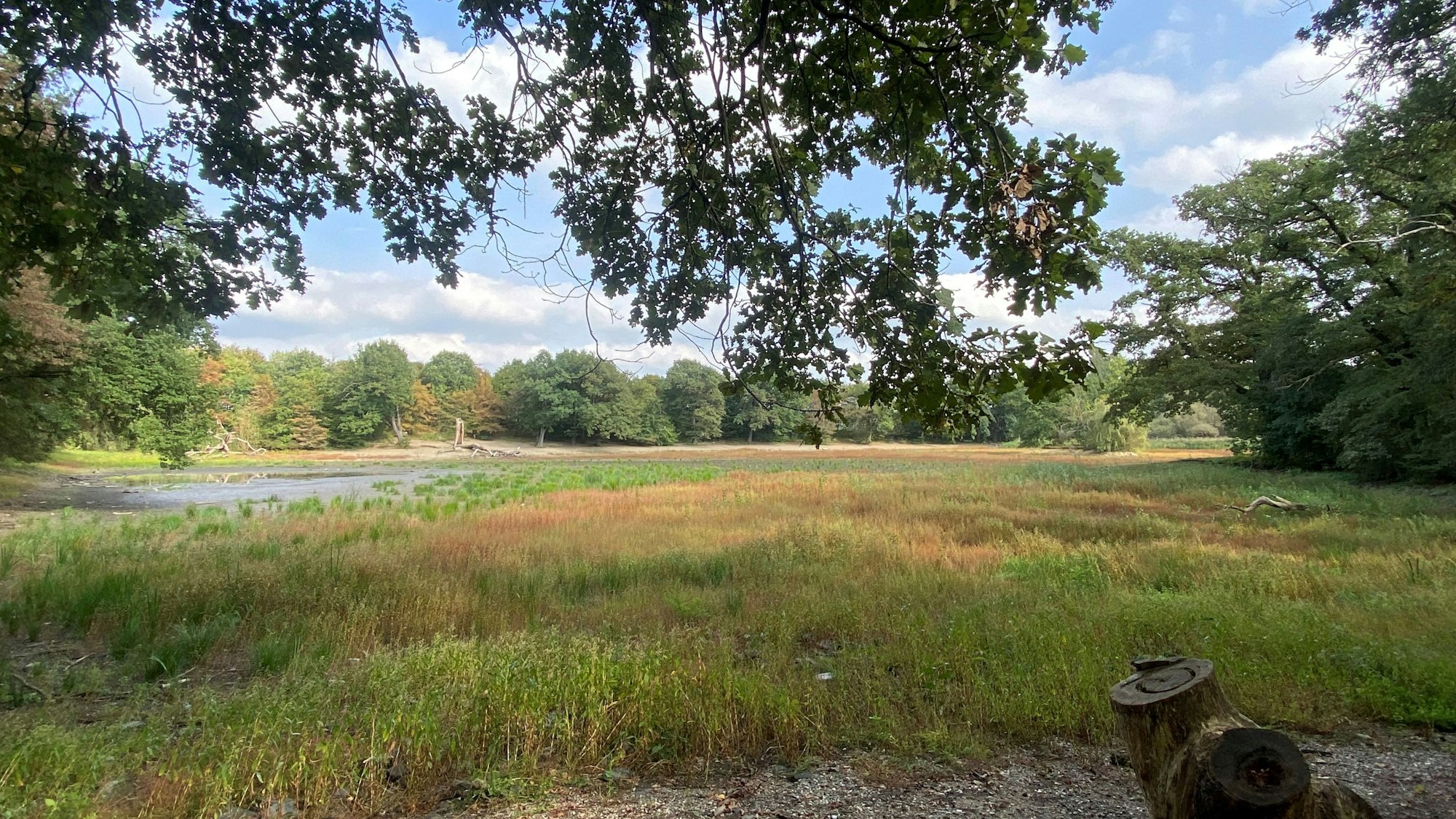 In dem Teich wachsen Pflanzen.