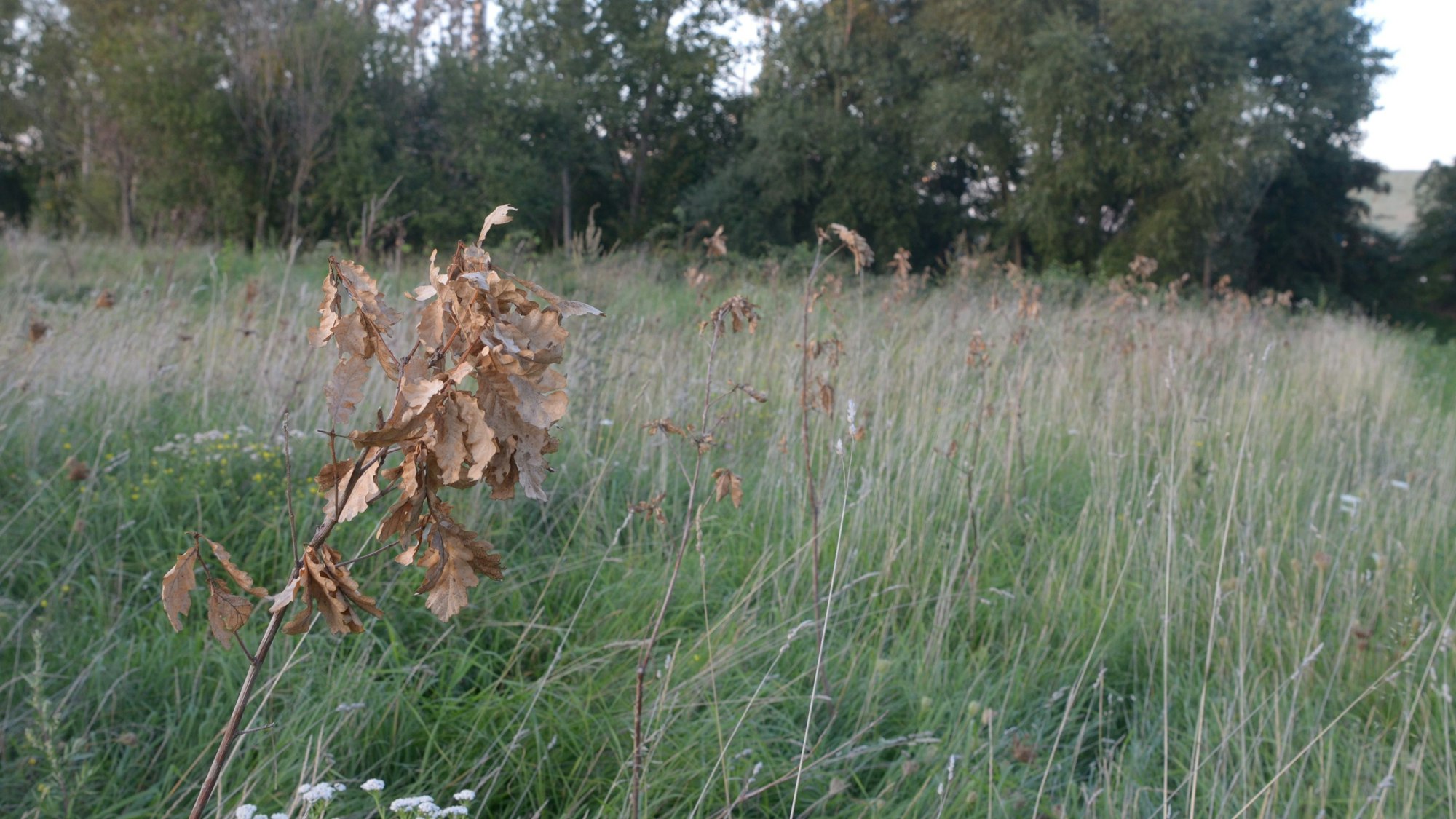 Auf einer städtischen Aufforstungsfläche in Euskirchen sind Hunderte Setzlinge verdorrt, im Vordergrund ist eine kleine dürre Eiche zu sehen.