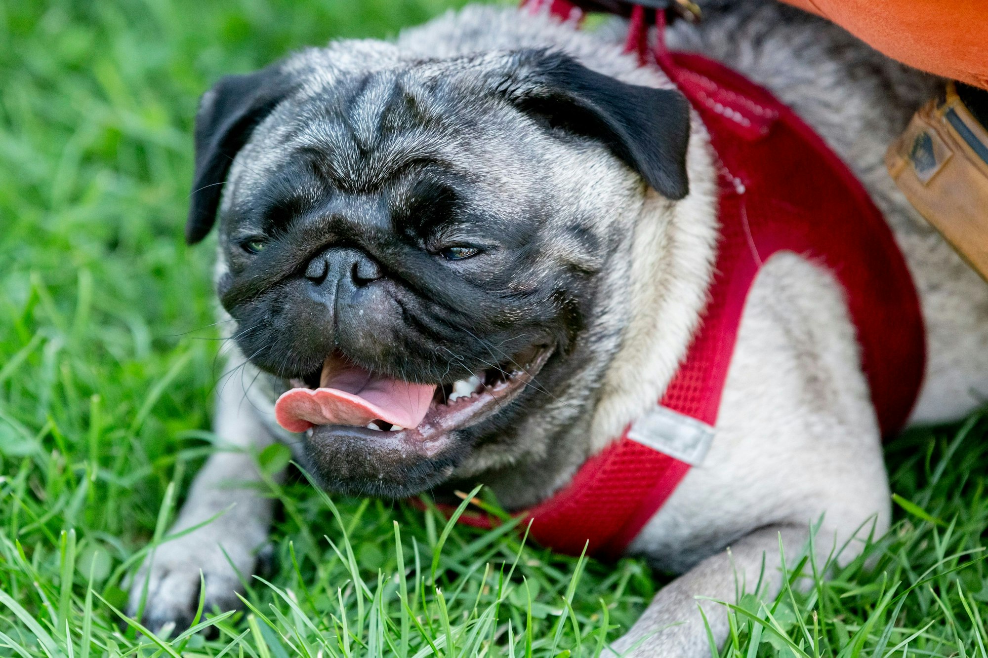Viele Hunde entwickeln rassebedingt gesundheitliche Probleme.