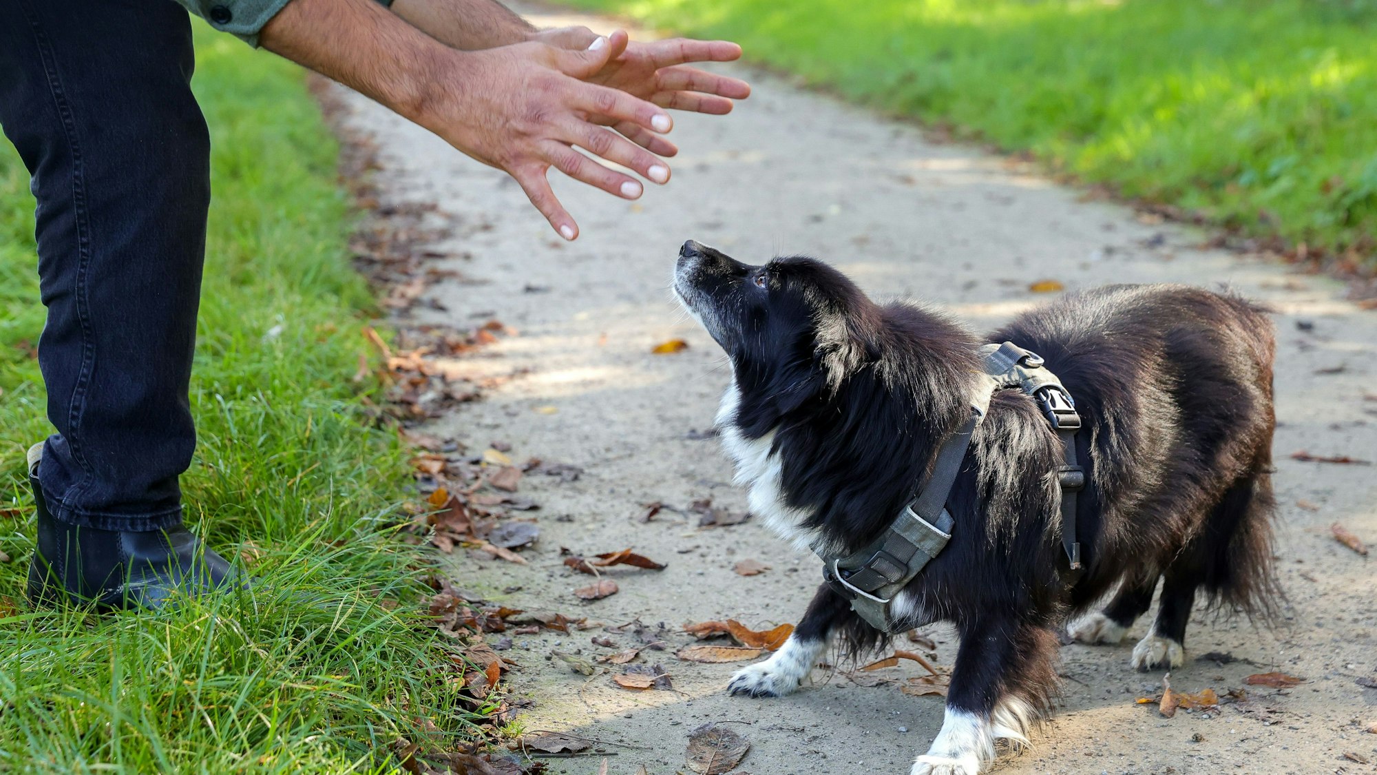 Masih Samin nähert sich seiner Hündin von oben an, die weicht zurück.