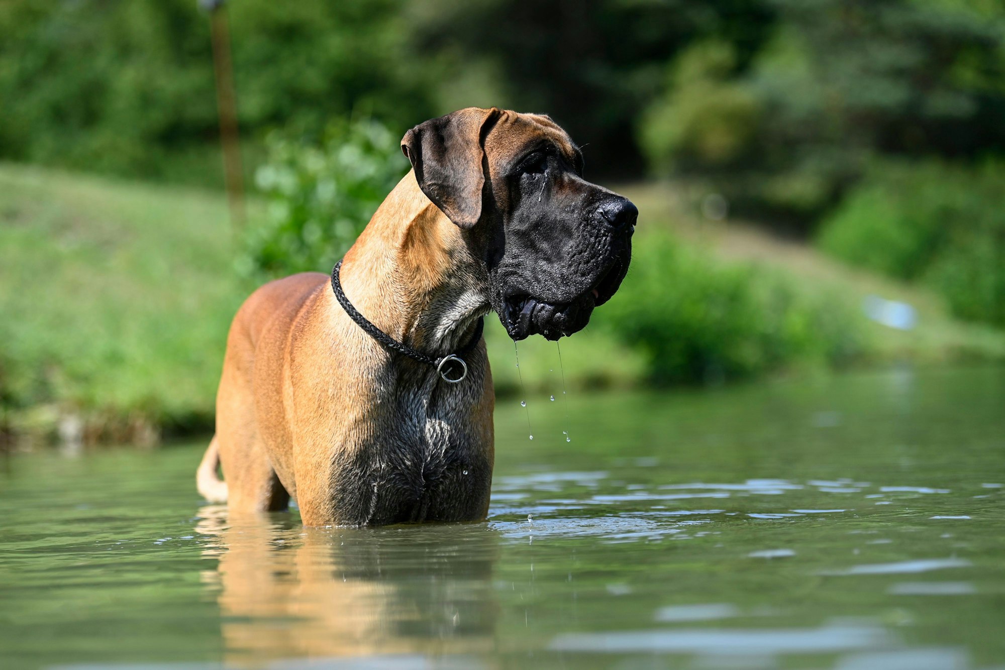 Eine Deutsche Dogge kühlt sich in einem See ab. Einer US-amerikanischen Studie von 2023 zufolge bekommen besonders groß gezüchtete Rassen wie Mastiff, Bernhardiner und Dogge tödlichen Knochenkrebs im Alter von fünf bis sechs Jahren, dagegen verschiedene kleine Hunderassen erst mit zehn bis elf Jahren.