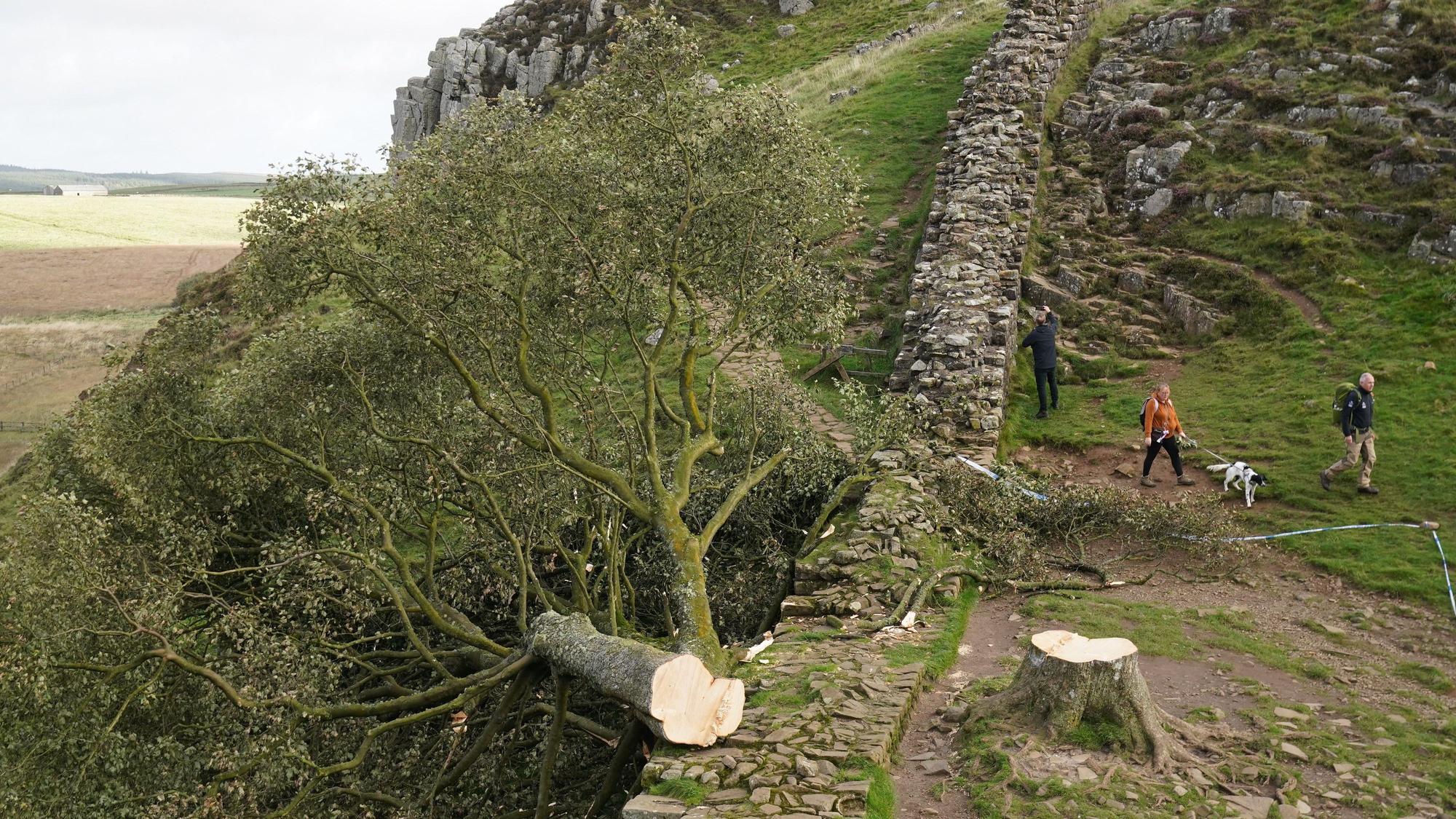 Als der mächtige Bergahorn gefällt wurde, trauerten die Menschen. Nun startet der Prozess gegen die mutmaßlichen Täter. Und Setzlinge vom „Robin-Hood-Baum“ verbreiten neue Hoffnung.