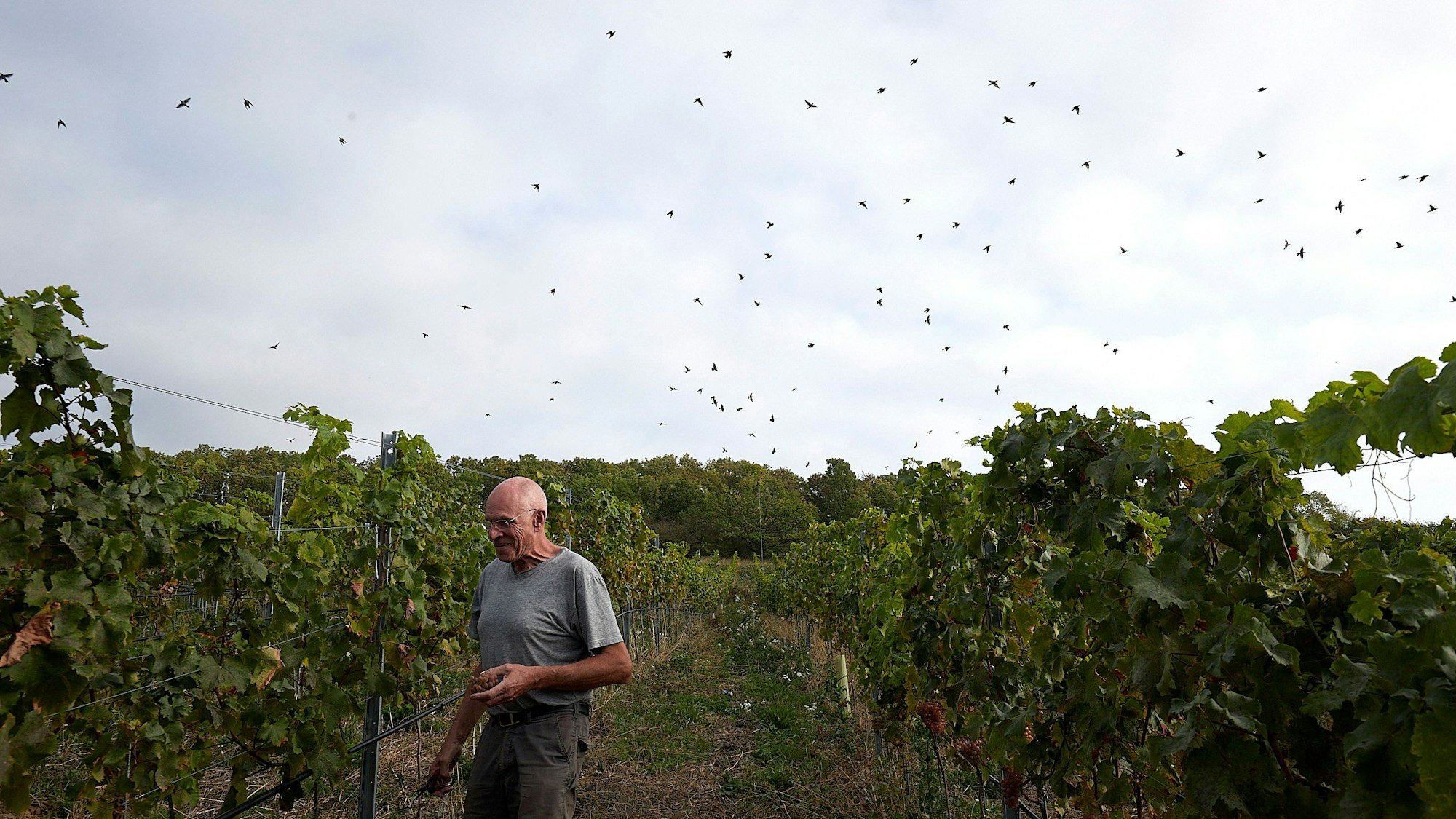 Heinz Berchtold steht in einem Weinberg, über seinem Kopf kreisen viele Stare. Die Szene erinnert an Hitchcocks Film „Die Vögel“.