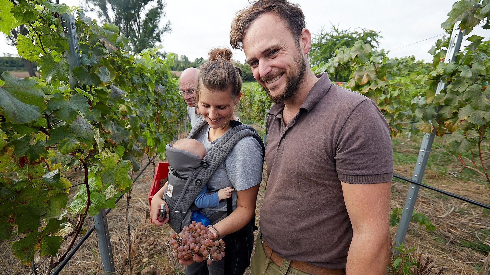 Konzentriert sind Markus Schäfer mit Frau Lisa, Sohn Jesse und Heinz Berchtold bei der Weinlese