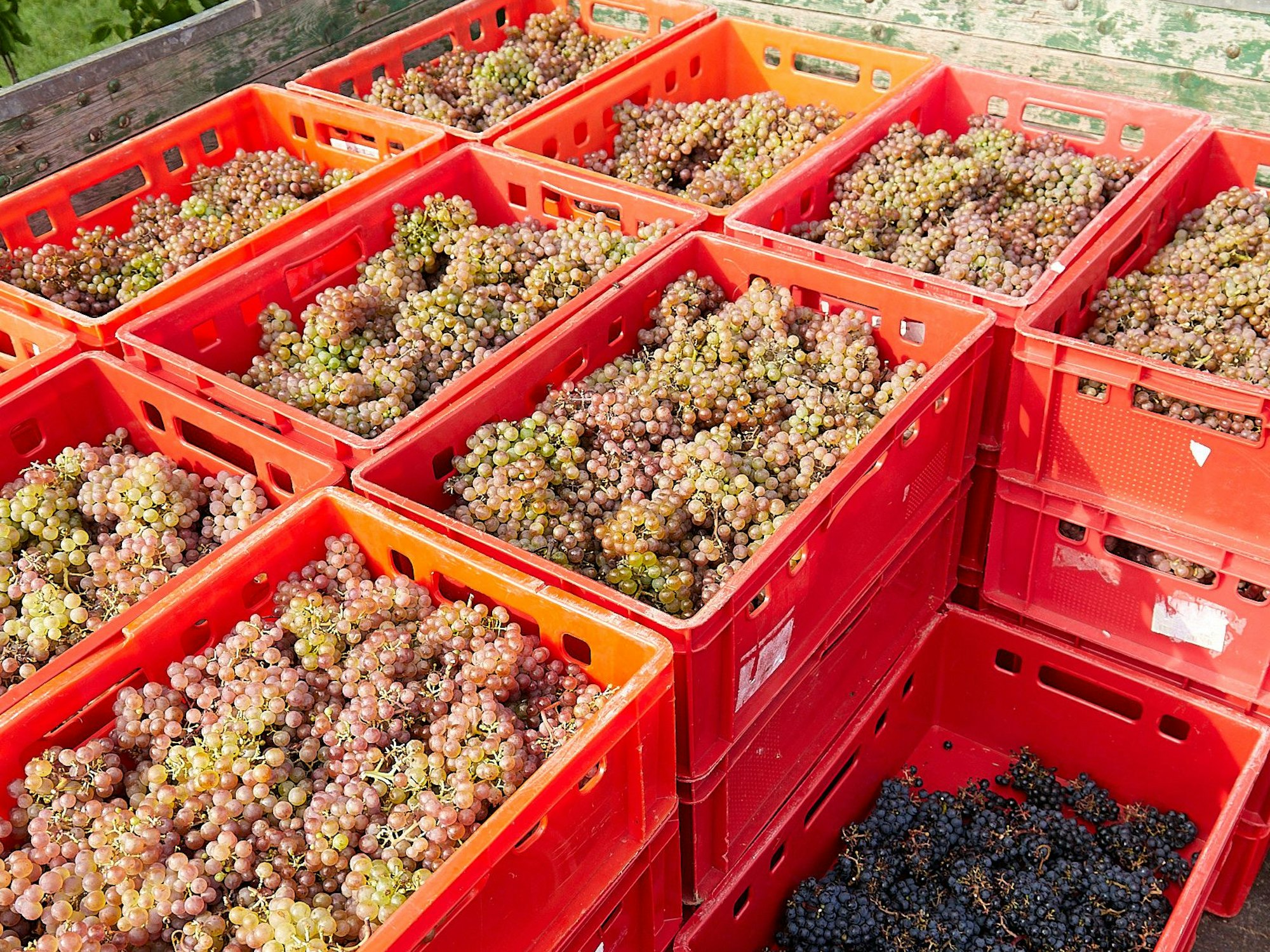 Auf einem Anhänger sind zahlreiche rote Kunststoff-Kisten gestapelt, in denen sich die frisch geernteten Weintrauben befinden.