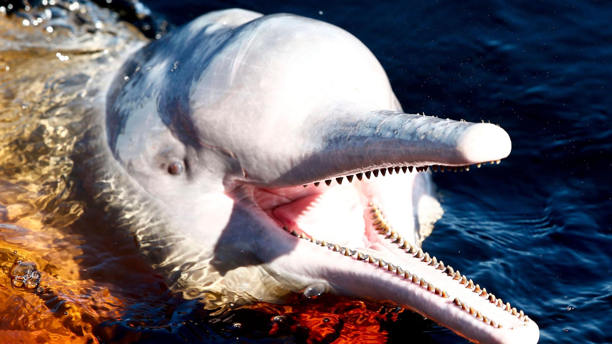 Ein Amazonasdelfin schwimmt im Rio Negro in der Nähe von Manaus.