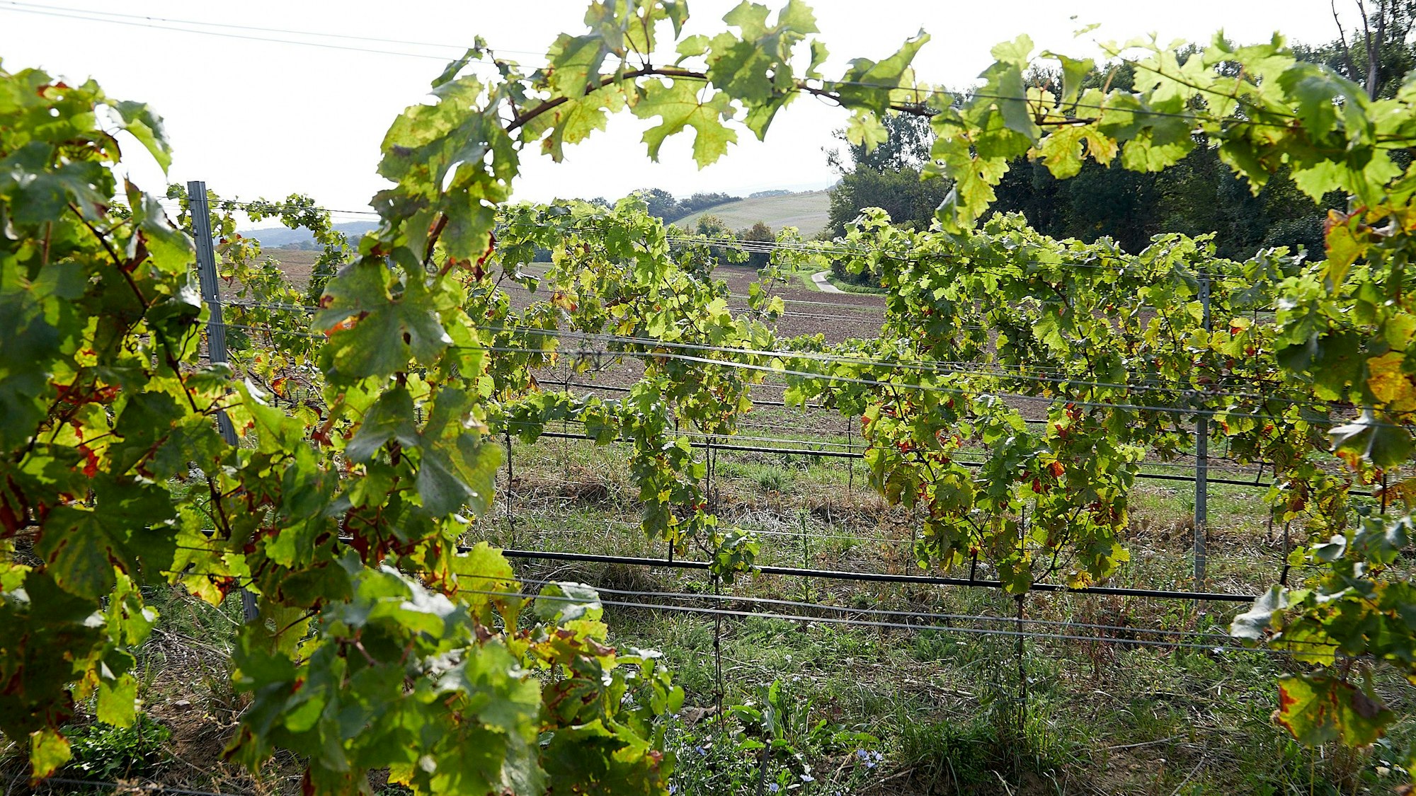 Zu sehen sind einige Weinreben des insgesamt vier Hektar großen Weinbergs am Ortsrand von Nideggen-Berg.