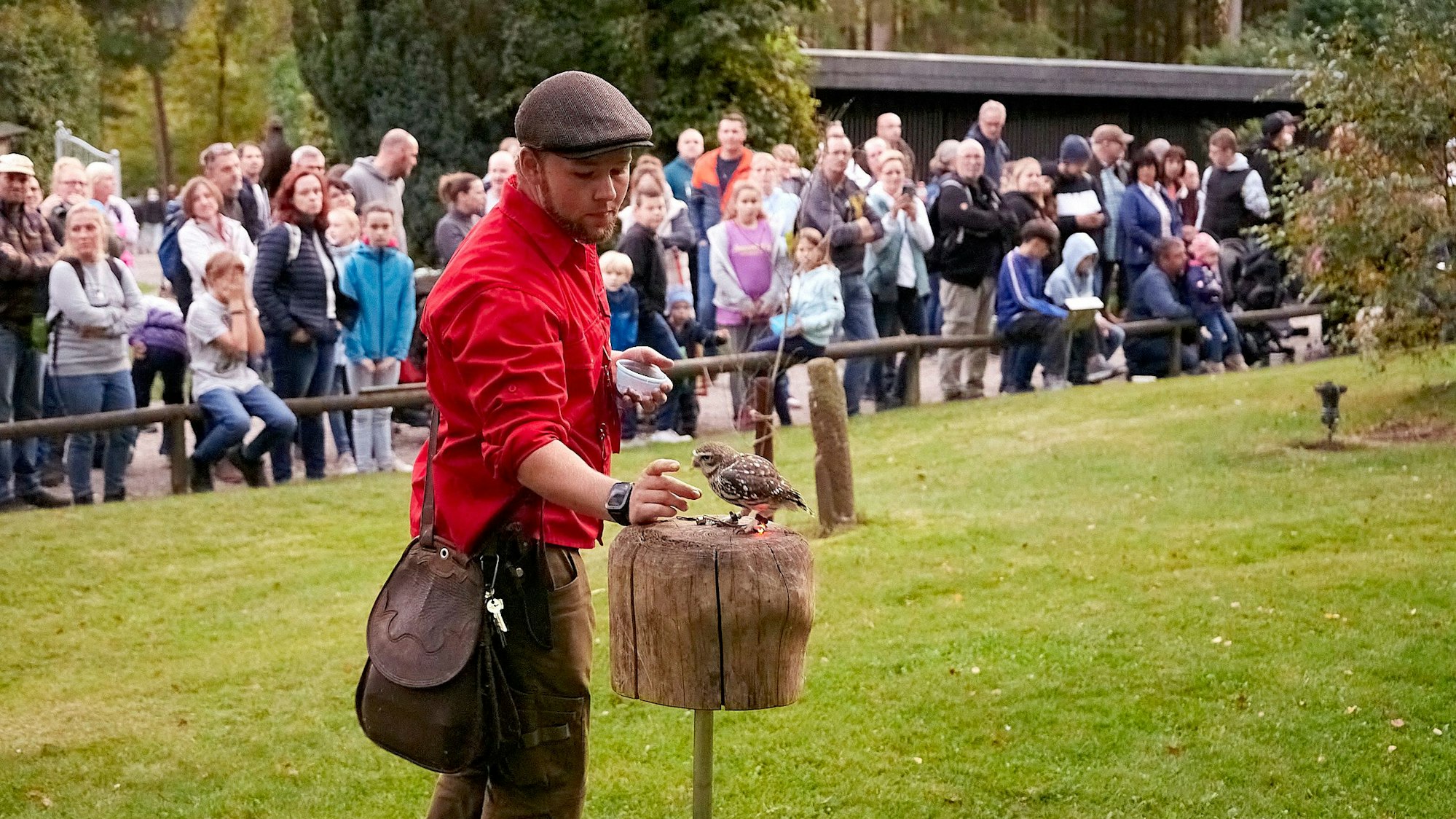 Ein Steinkauz bekommt vor seinem Flug von einem Falkner noch einen kleinen Fleischhappen zur Stärkung. Zahlreiche Zuschauerinnen und Zuschauer beobachten die Szene.