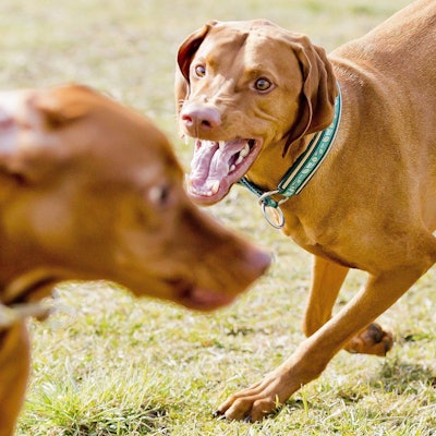 Ein Hund geht auf einen anderen los.