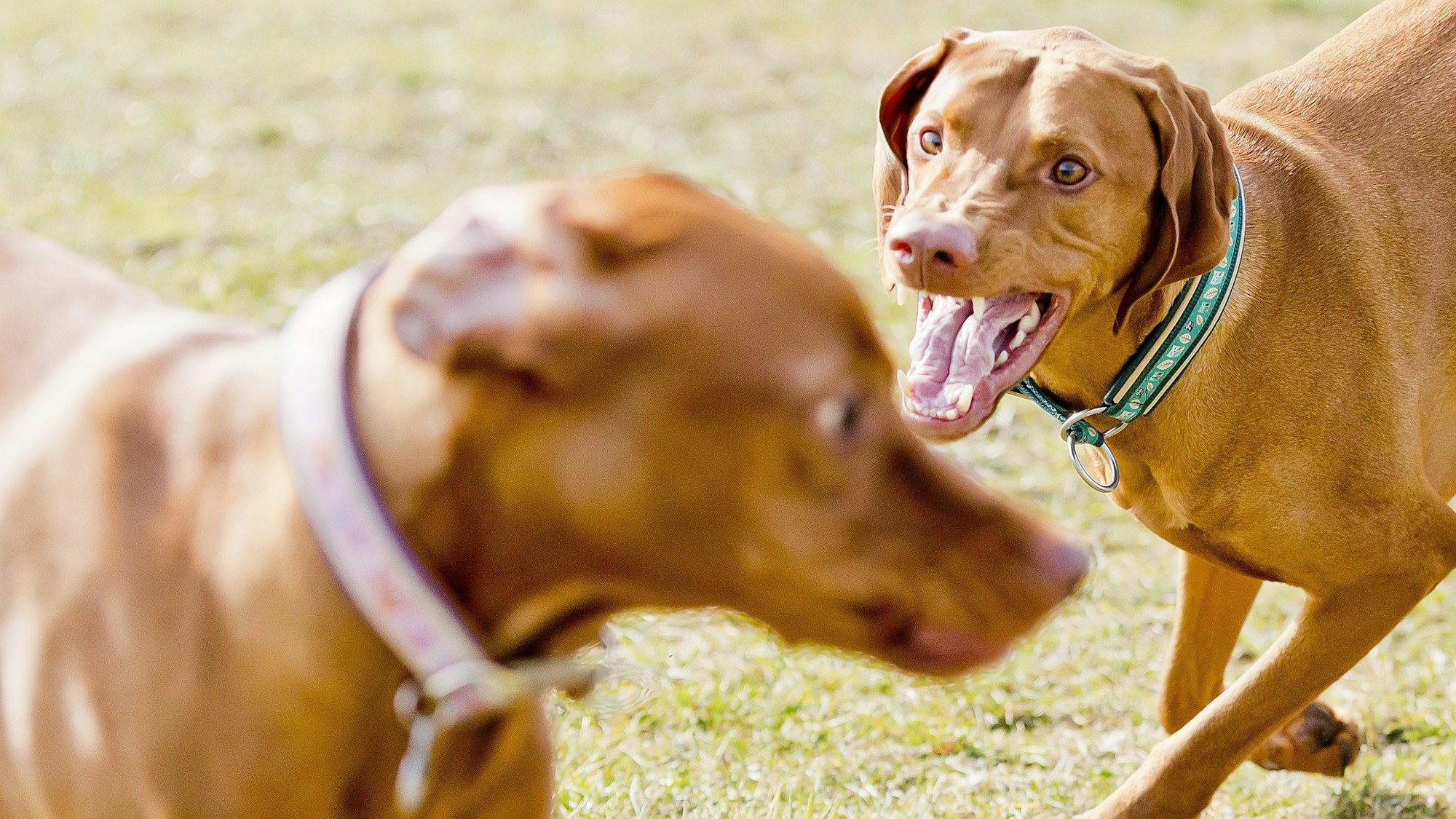 Ein Hund geht auf einen anderen los.