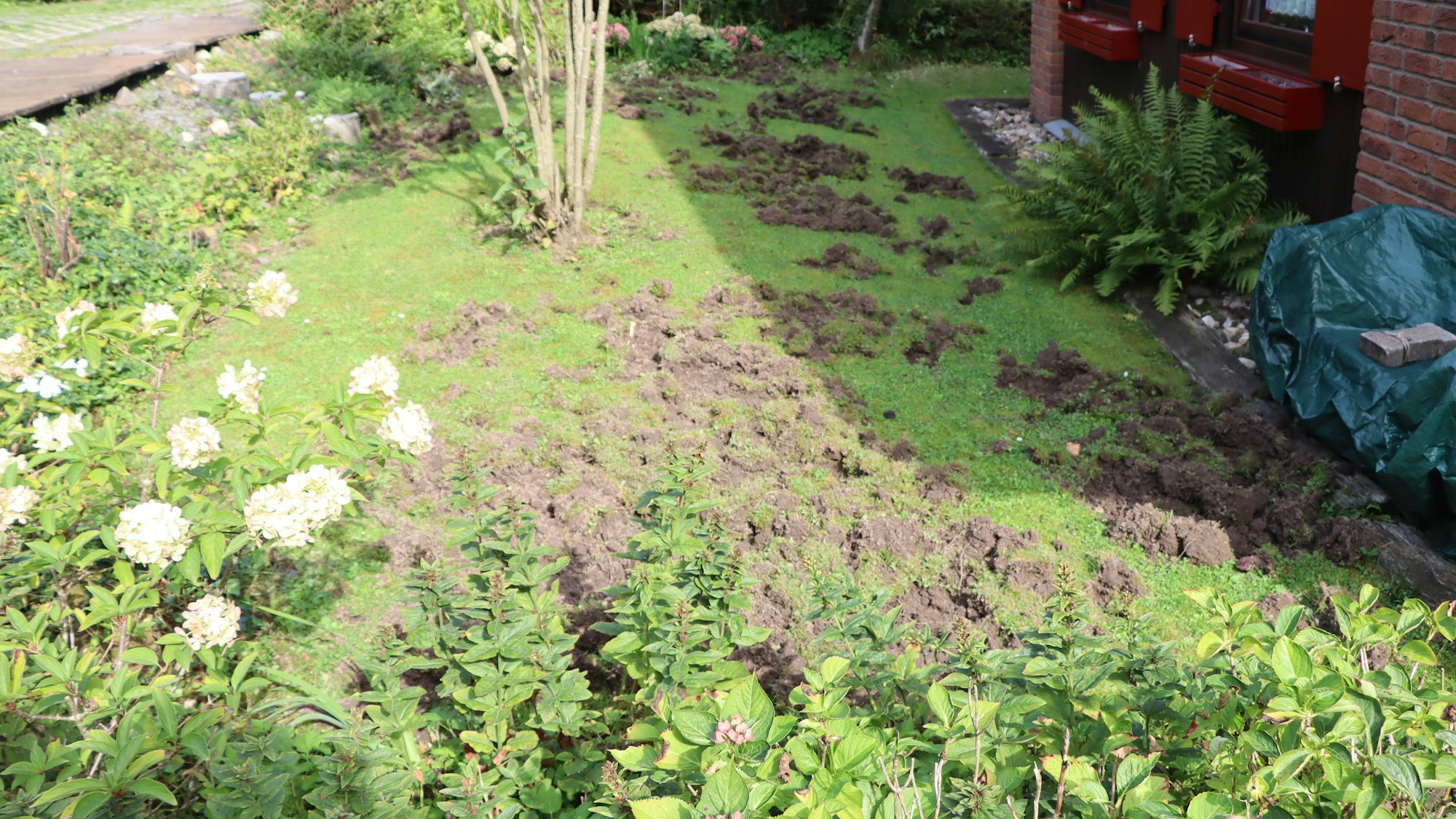 Zwei Männer stehen in einem umgewühlten Garten.