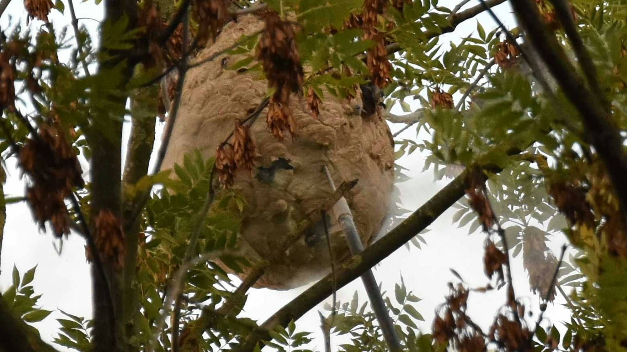 Asiatische Hornissen wurden in Bedburg gefunden, auf dem Foto sieht man ein großes Nest in einem Baumwipfel hängen. Später wurden das Nest der invasiven Art von Spezialist Thomas Beissel beseitigt.
