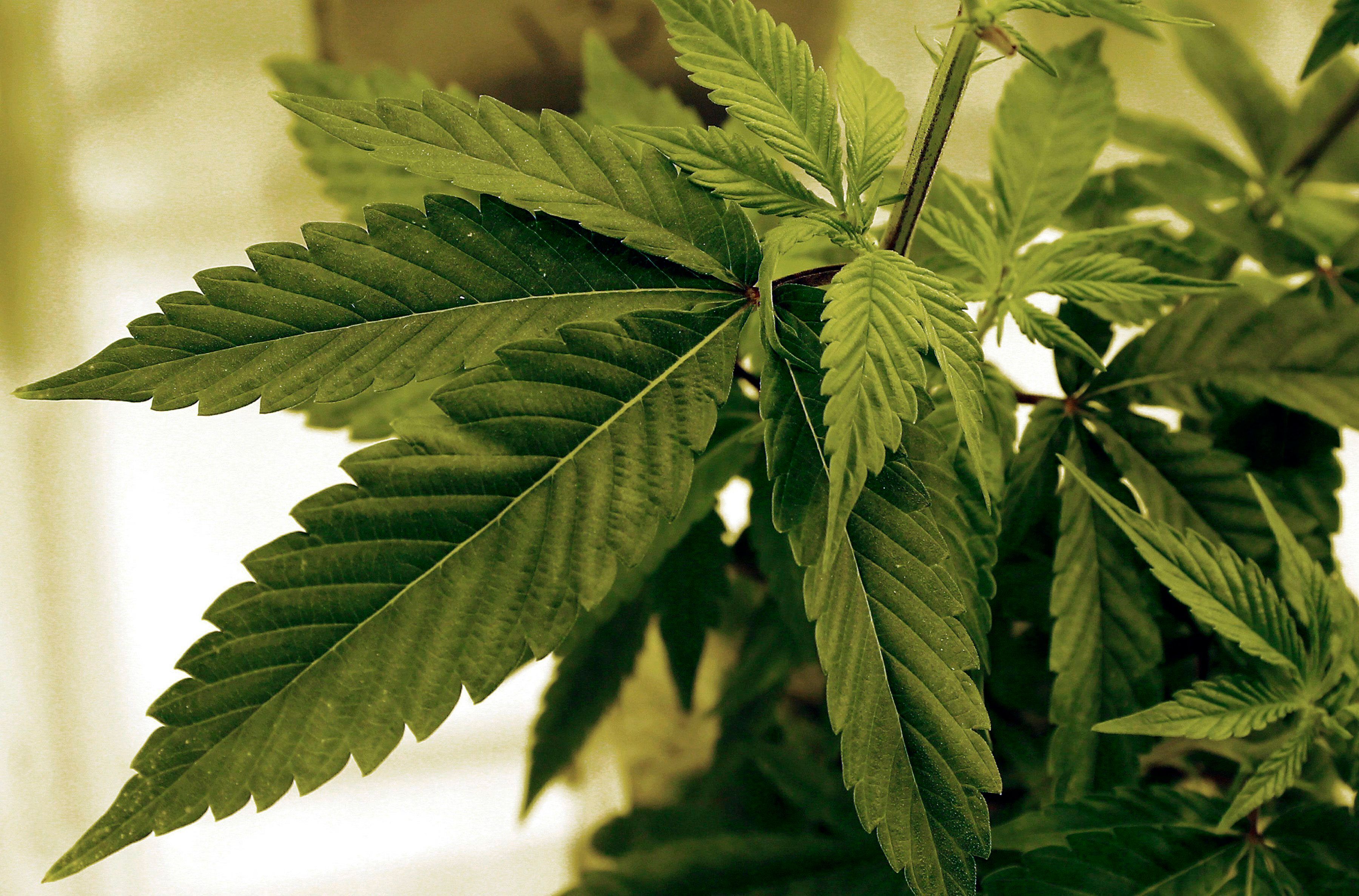 Eine Cannabispflanze
