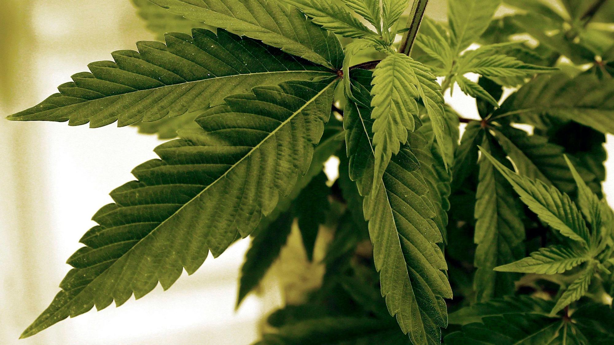 Eine Cannabispflanze