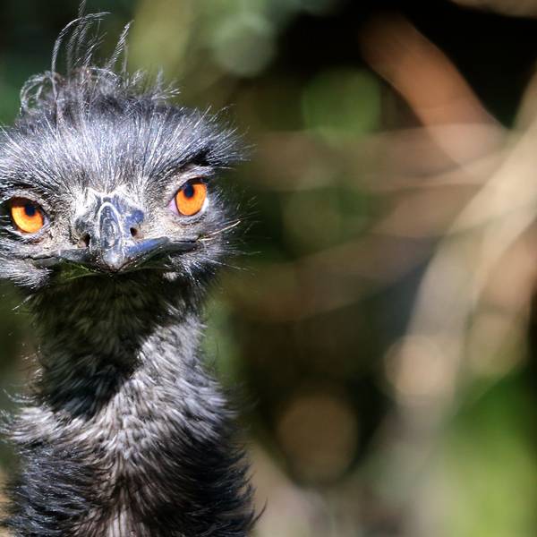 Das Symbolbild zeigt ein Emu in einem Außengehege des Zoos in Duisburg.